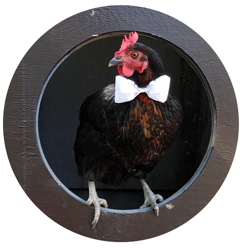 chicken with bowtie in a coop door