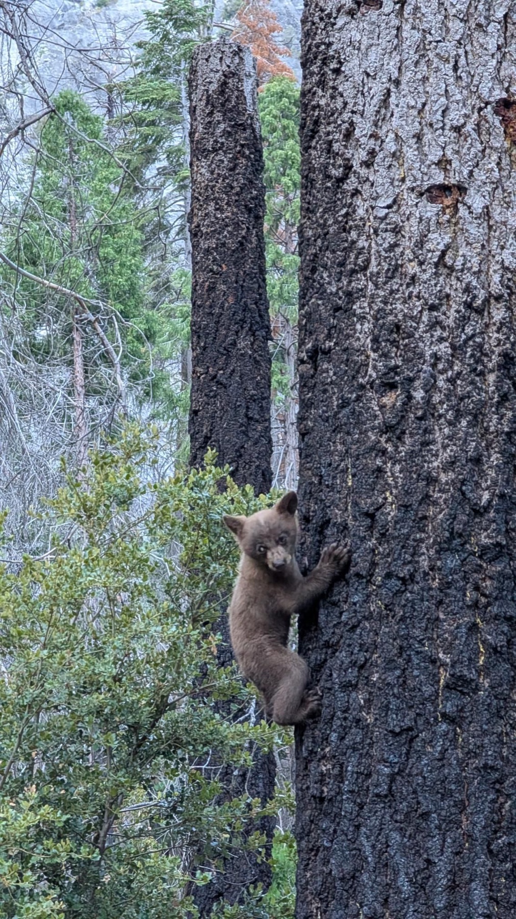 Black bear encountered beside the trail